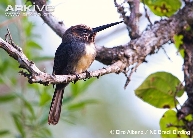 Pretty Three-toed jacamar