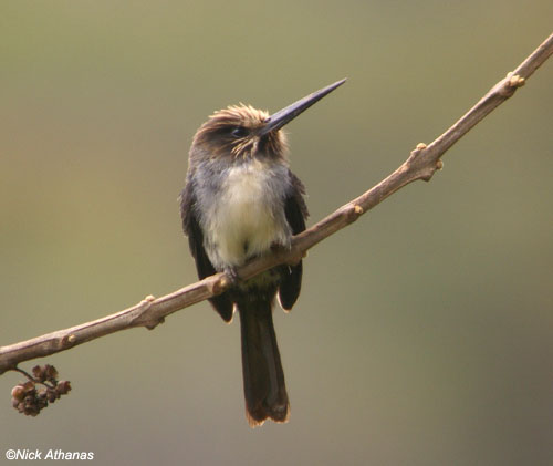 Pretty Three-toed jacamar