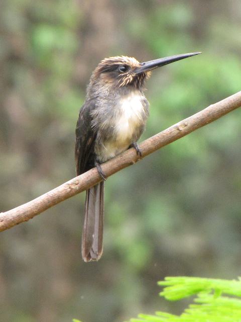 Pretty Three-toed jacamar