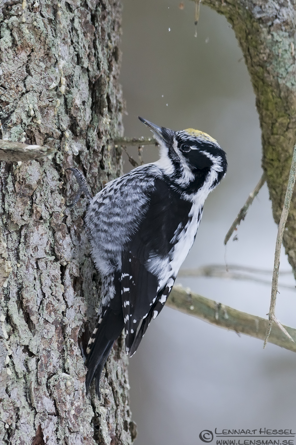 Three-toed woodpecker