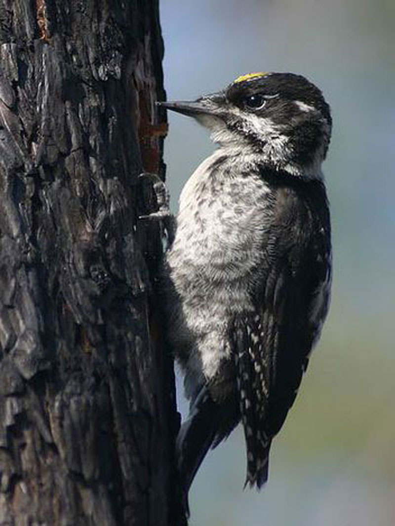 Pretty Three-toed woodpecker