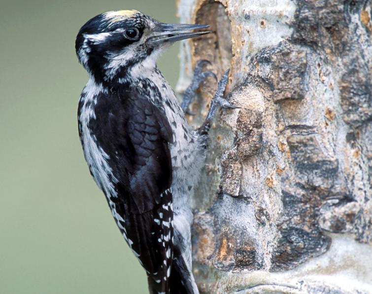 Pretty Three-toed woodpecker