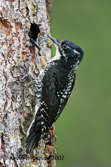 Pretty Three-toed woodpecker
