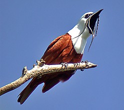 Three-wattled bellbird