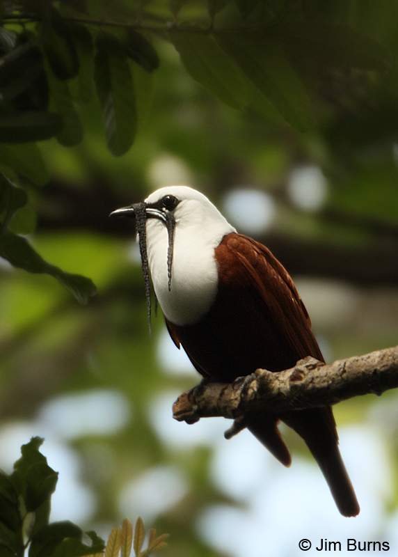Pretty Three-wattled bellbird