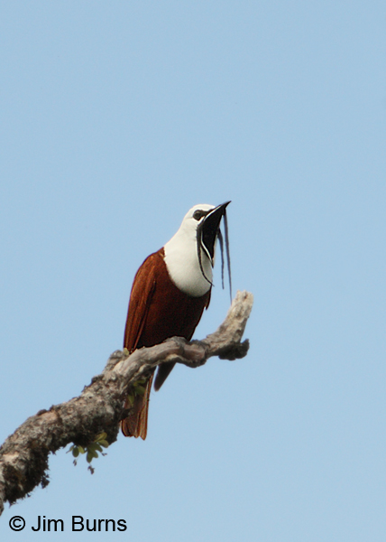 Pretty Three-wattled bellbird