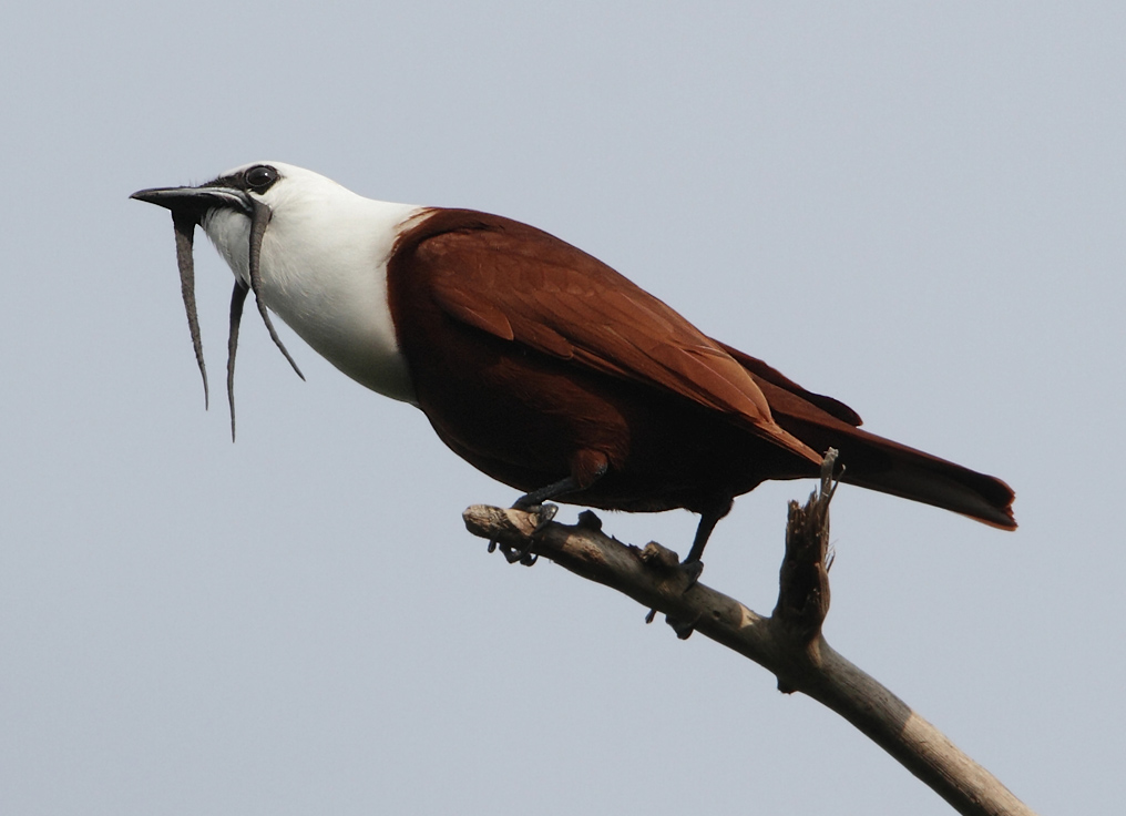 Pretty Three-wattled bellbird