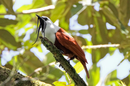 Pretty Three-wattled bellbird