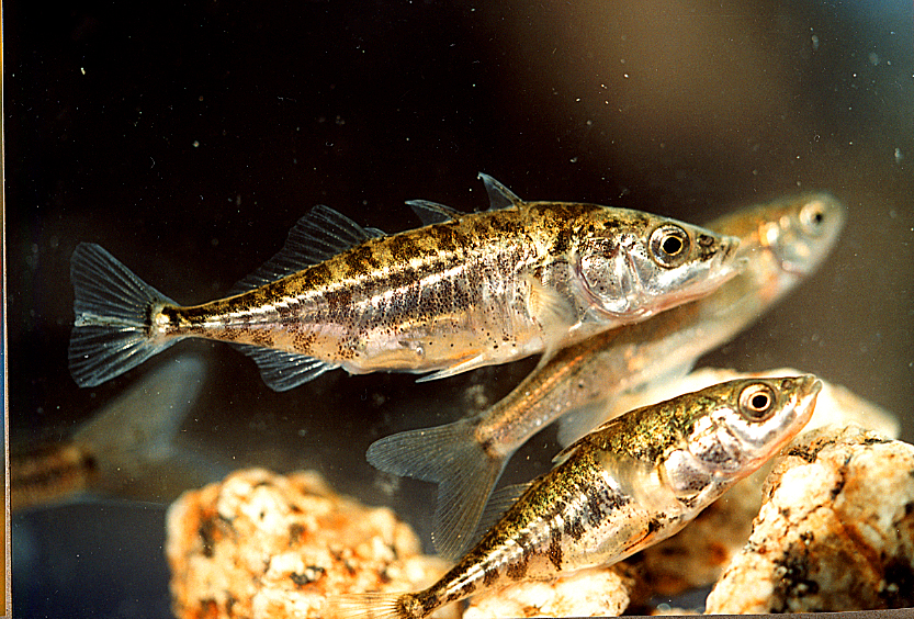 Threespine stickleback