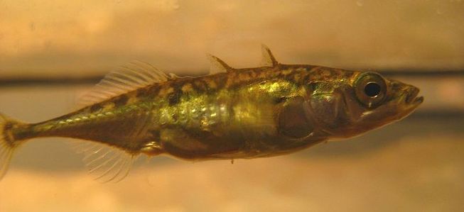 Pretty Threespine stickleback