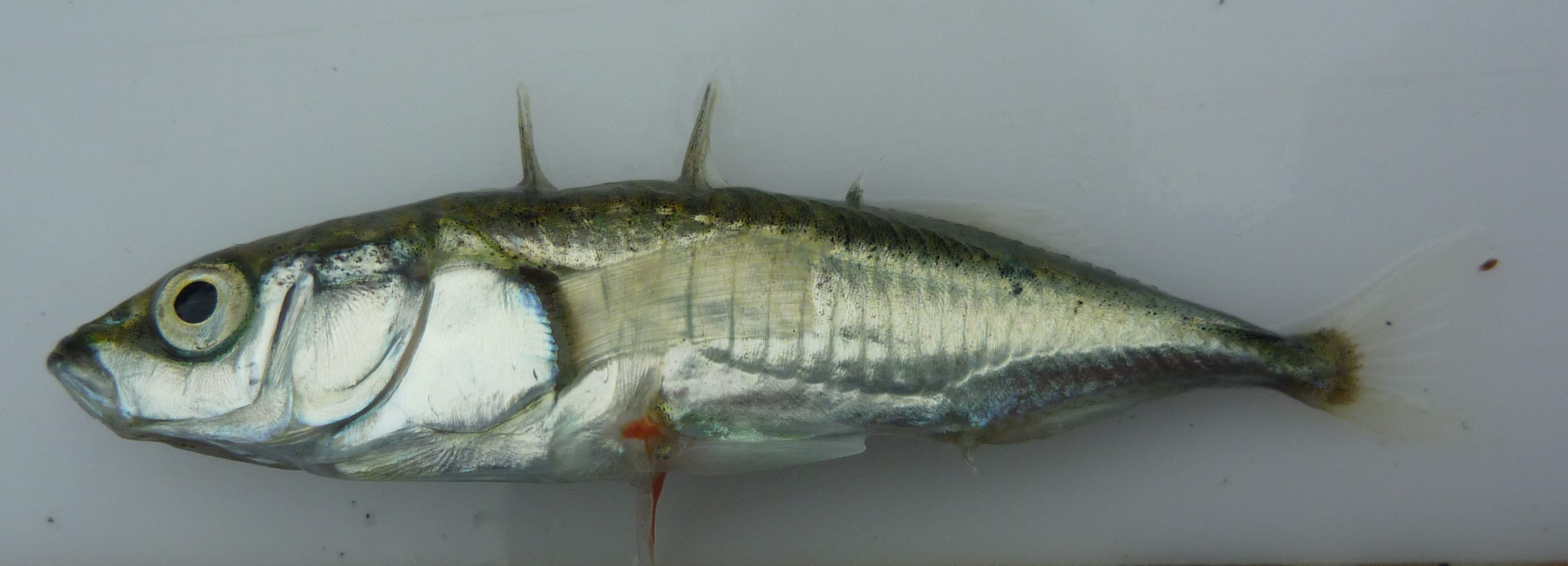 Pretty Threespine stickleback