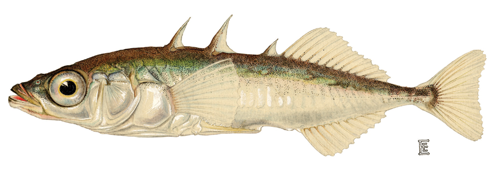 Pretty Threespine stickleback