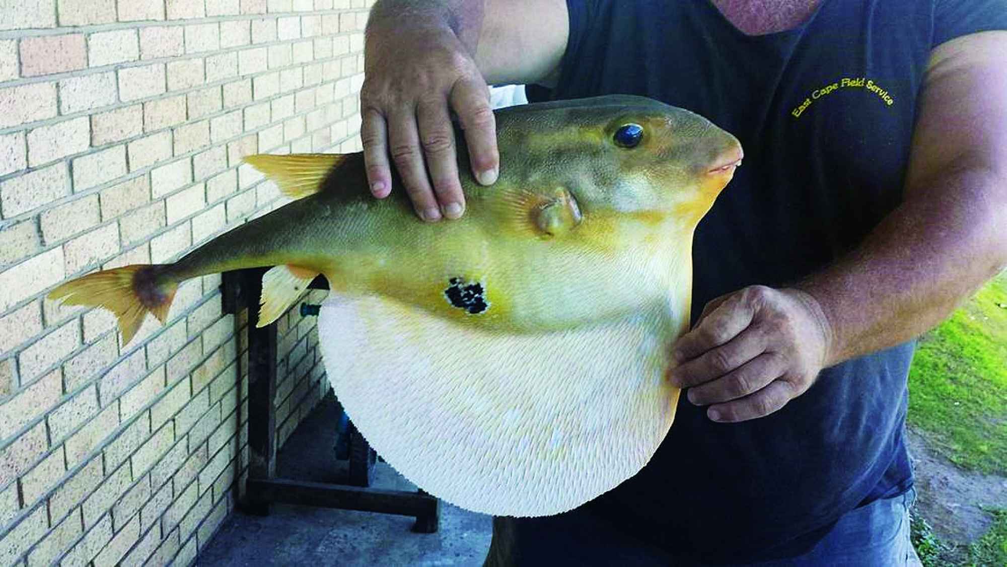 Threetooth puffer