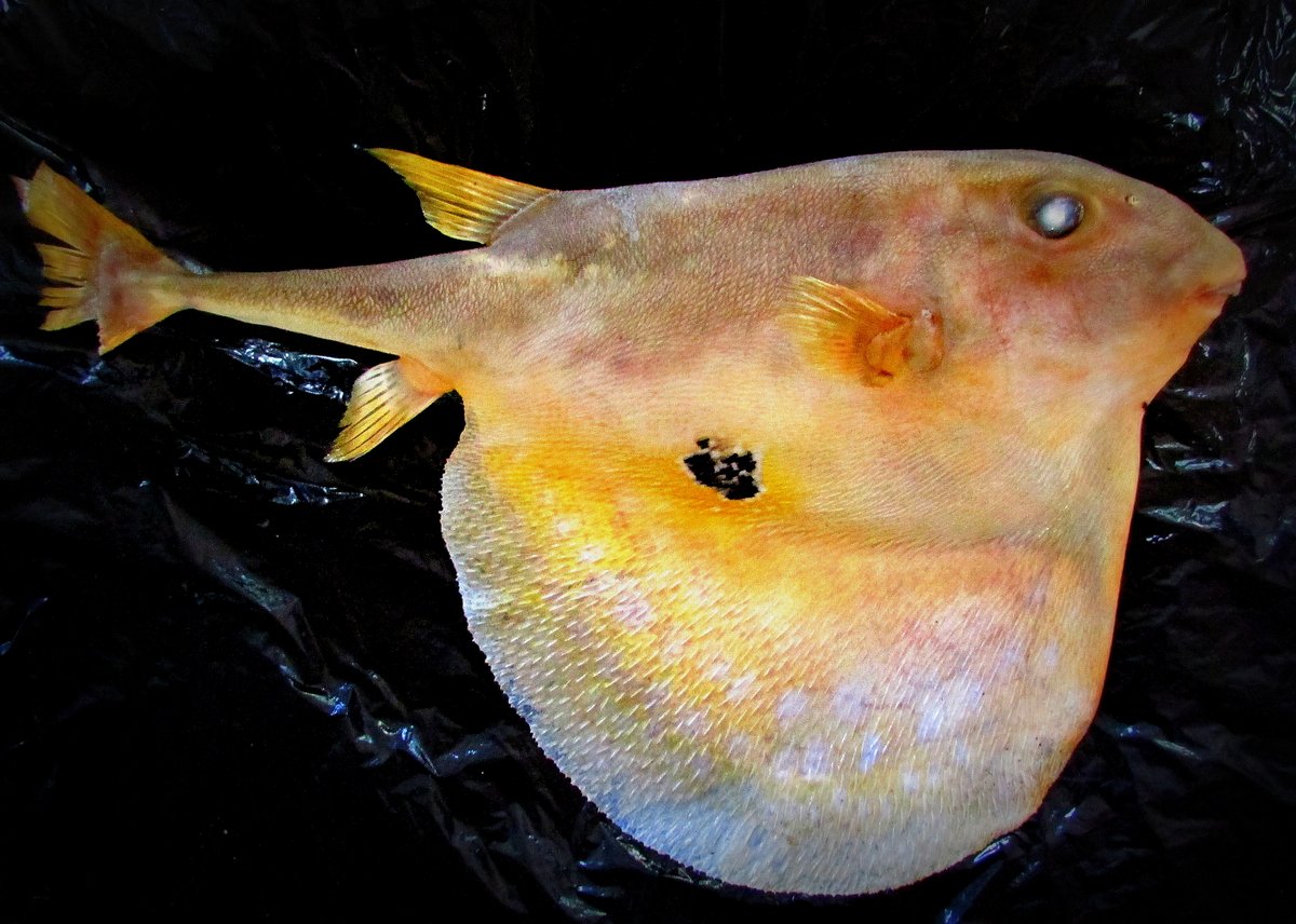 Pretty Threetooth puffer