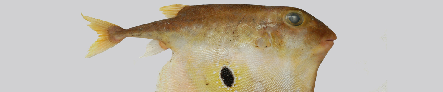Pretty Threetooth puffer