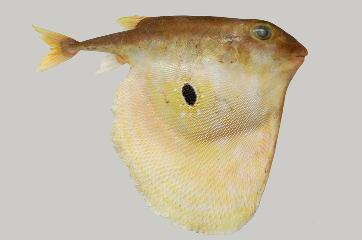 Pretty Threetooth puffer