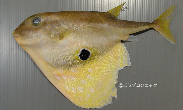 Pretty Threetooth puffer