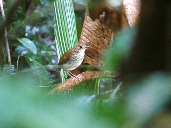 Thrush-like ant-pitta