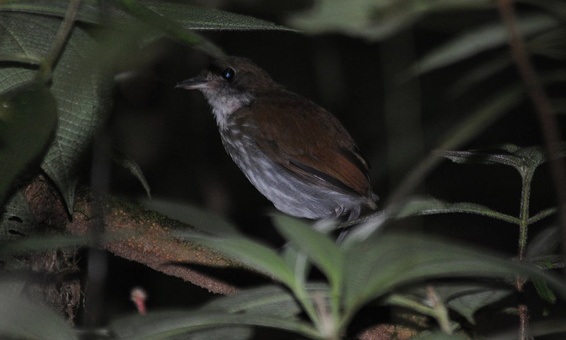 Pretty Thrush-like ant-pitta