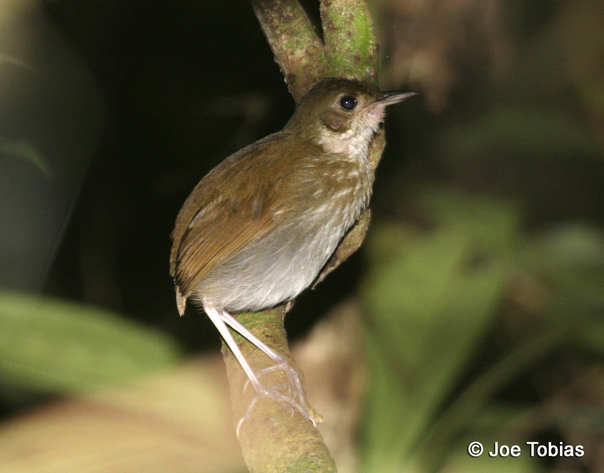 Pretty Thrush-like ant-pitta