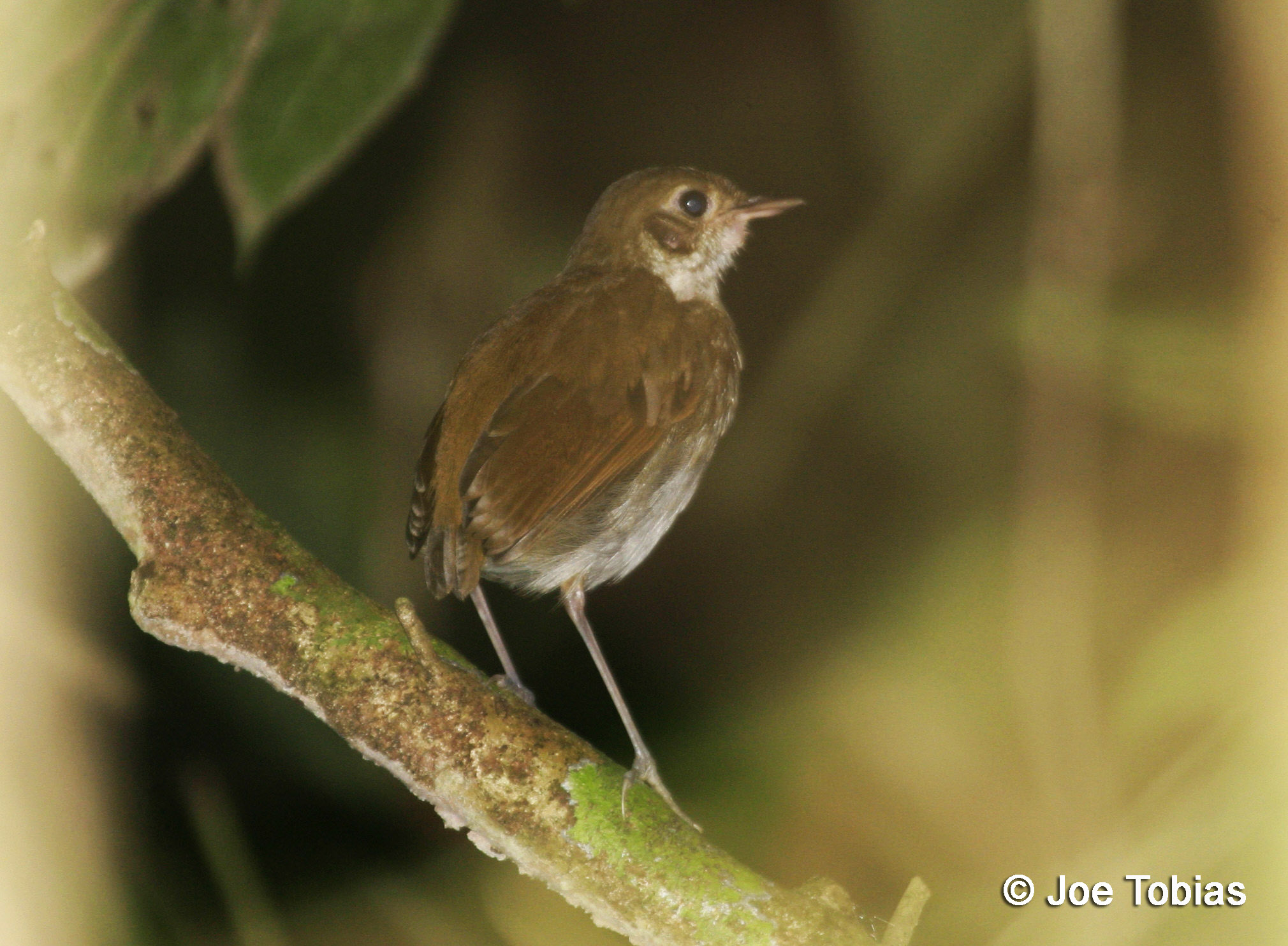 Pretty Thrush-like ant-pitta