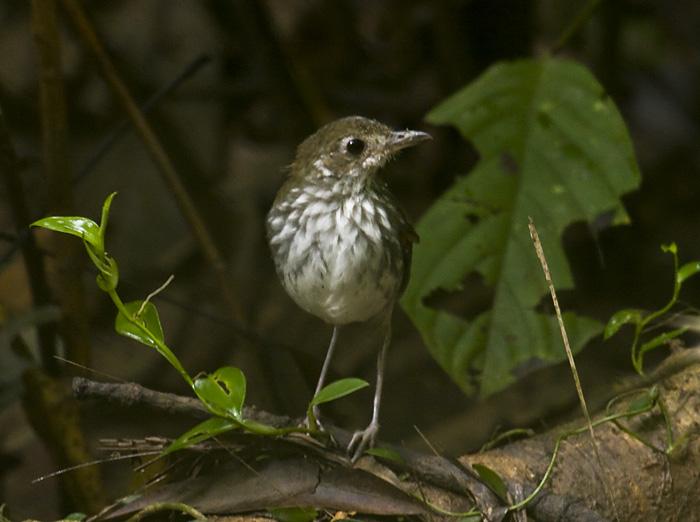 Pretty Thrush-like ant-pitta