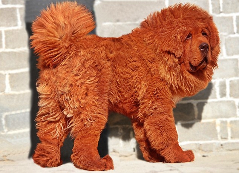 Cute Tibetan Mastiff - Dog Breed