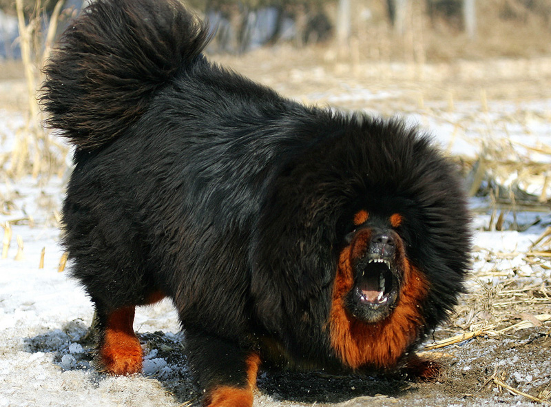 Tibetan Mastiff - Dog Breed wallpaper