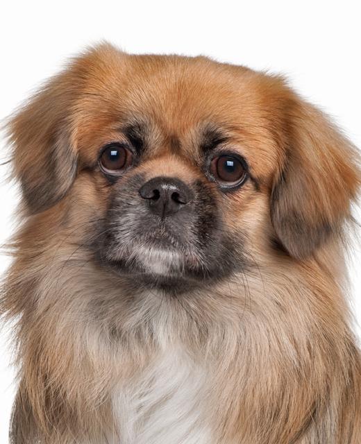 Tibetan Spaniel - Dog Breed