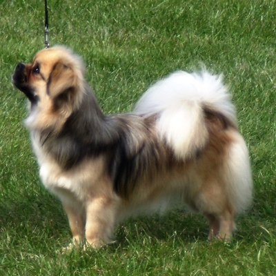 Cool Tibetan Spaniel - Dog Breed