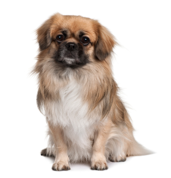 Pretty Tibetan Spaniel - Dog Breed