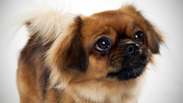 Photo Tibetan Spaniel - Dog Breed