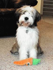 Tibetan Terrier - Dog Breed