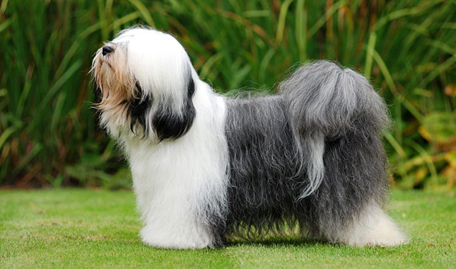 Cool Tibetan Terrier - Dog Breed