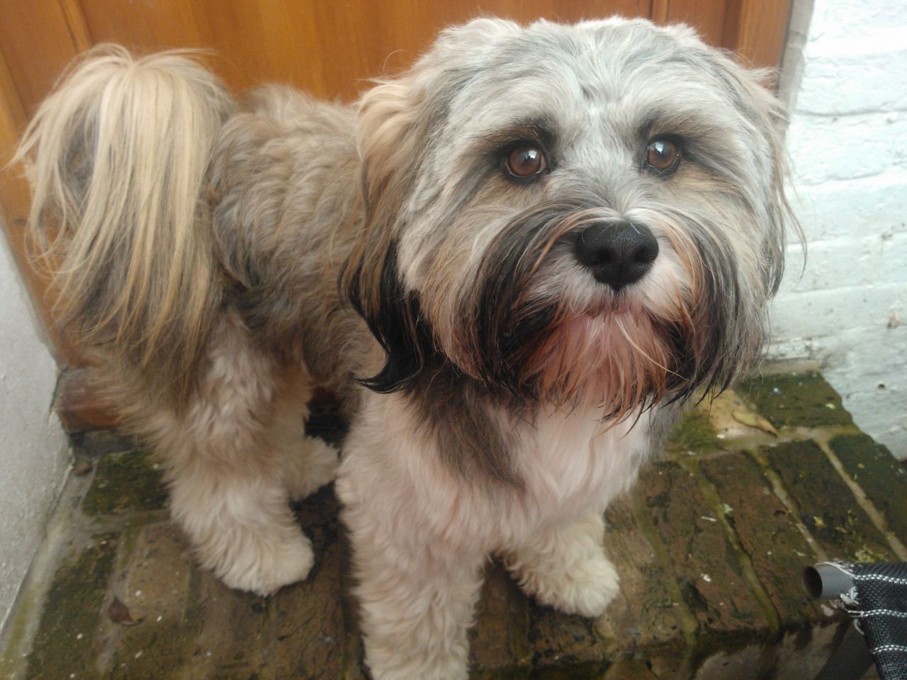 Pretty Tibetan Terrier - Dog Breed