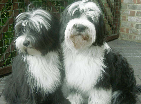 Cute Tibetan Terrier - Dog Breed