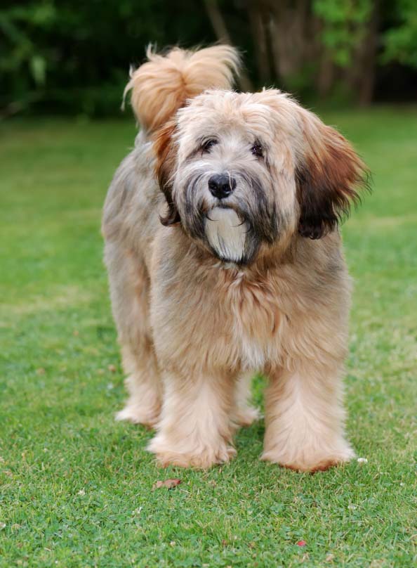 Wallpaper Tibetan Terrier - Dog Breed