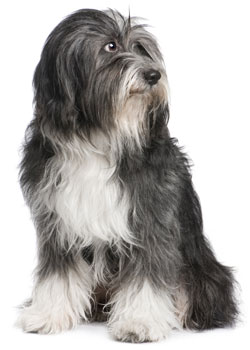 Photo Tibetan Terrier - Dog Breed
