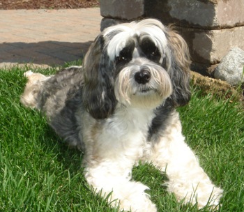 Tibetan Terrier - Dog Breed photo 