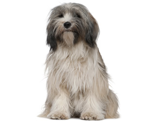 Tibetan Terrier - Dog Breed wallpaper