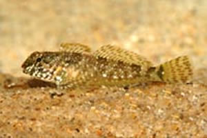 Pretty Tidepool sculpin