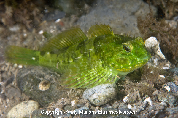 Pretty Tidepool sculpin