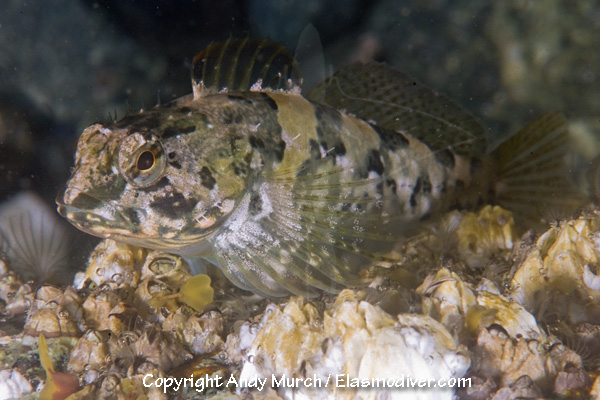 Pretty Tidepool sculpin