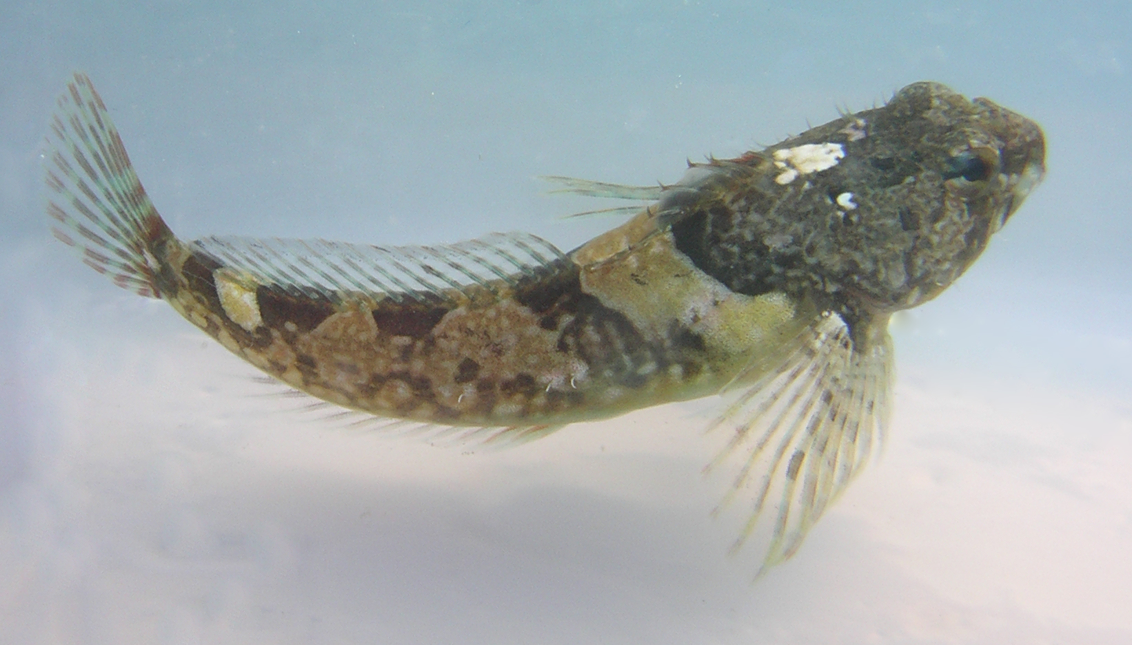 Pretty Tidepool sculpin
