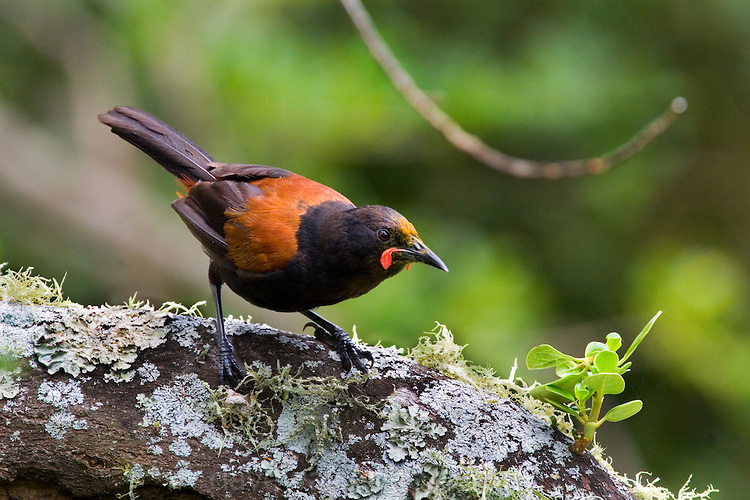 Pretty Tieke