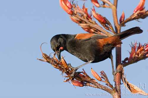 Pretty Tieke