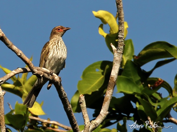 Timor figbird