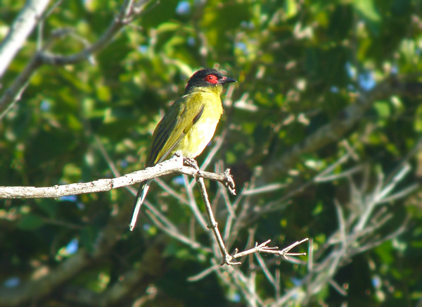 Pretty Timor figbird