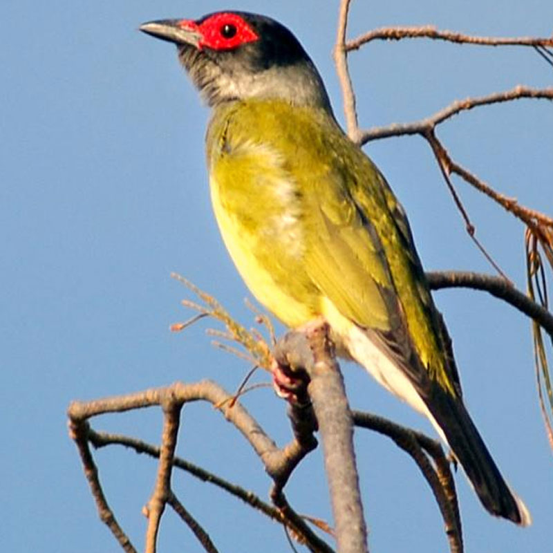 Pretty Timor figbird