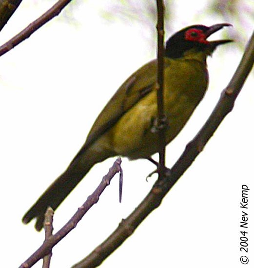 Pretty Timor figbird